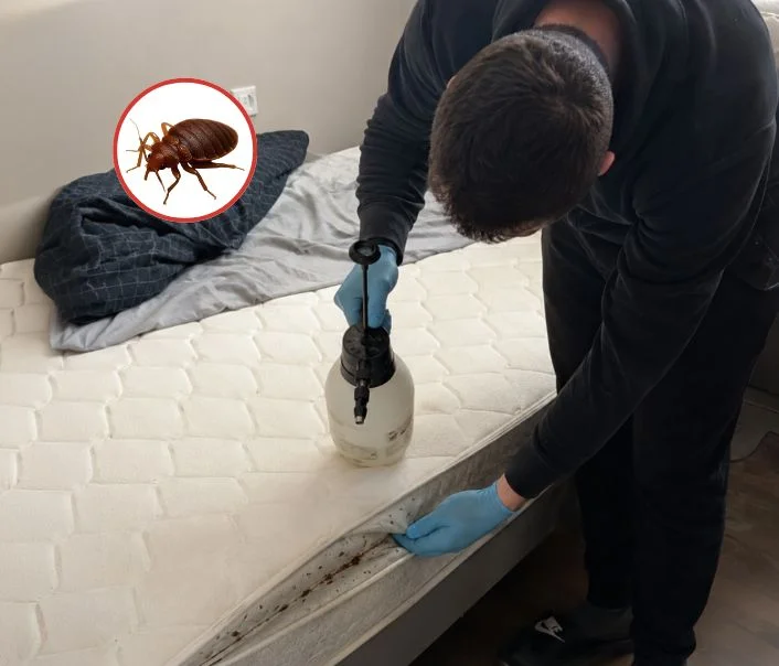 Technicien traitant un matelas contre les punaises de lit à Le Kremlin-Bicêtre